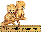 Gif câlin chats